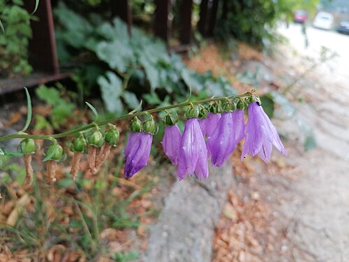 Rampion bellflower: Creeping bellflower (Campanula rapunculoides L.), Bytom, Poland.