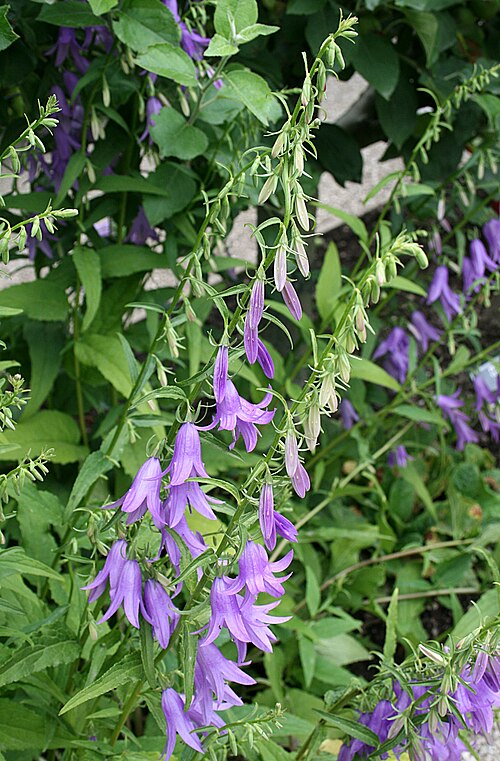 Rampion bellflower: Rampion Bellflower