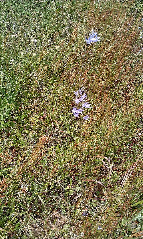 Rampion bellflower: Campanula patula, from Corsica
