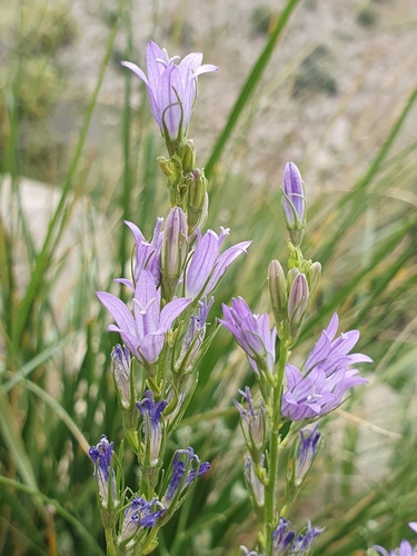 Rampion bellflower (Campanula rapunculus)