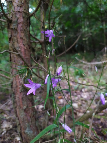 Rampion bellflower (Campanula rapunculus)