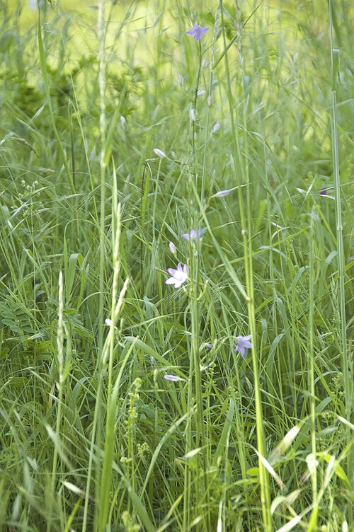 Rampion bellflower: Végétation sur digue le long du canal de la Bruche
