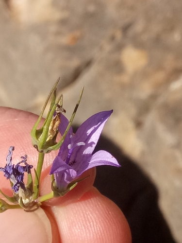 Rampion bellflower (Campanula rapunculus)