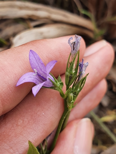 Rampion bellflower (Campanula rapunculus)