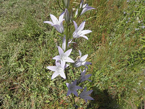 Rampion bellflower: Campanula patula, from Corsica