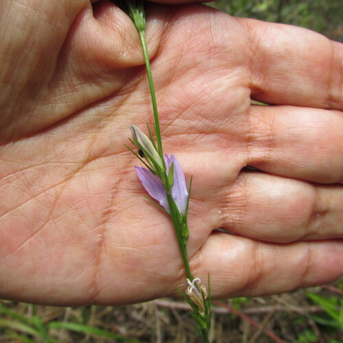 Rampion bellflower (Campanula rapunculus)