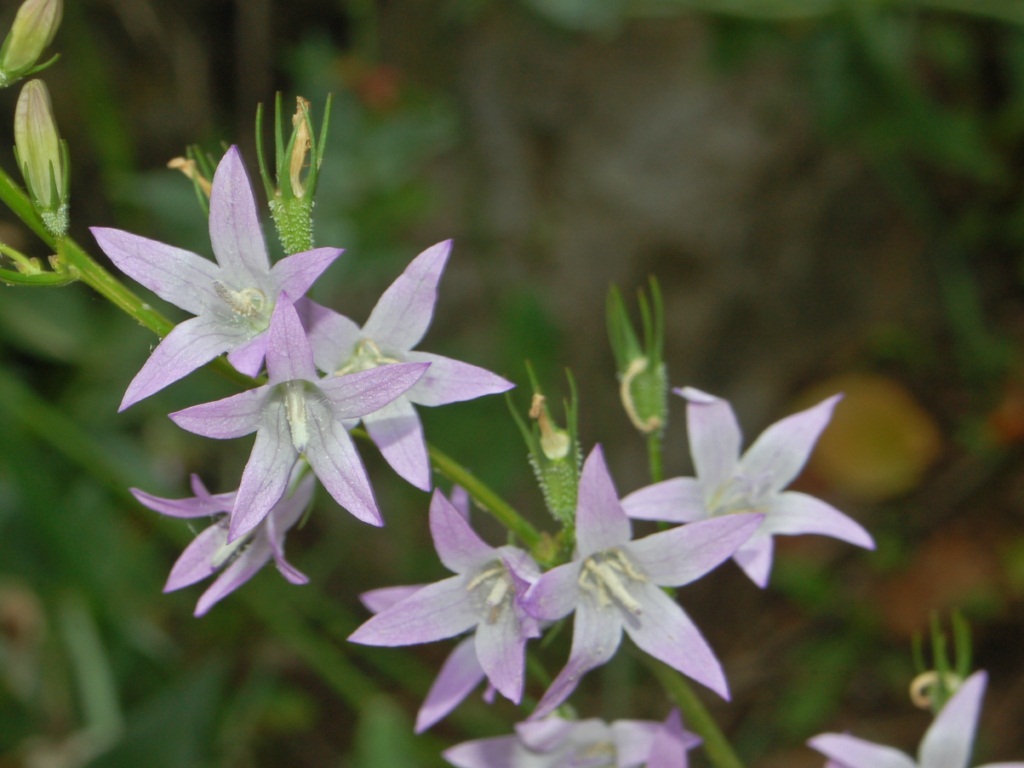 Rampion bellflower: Campanula rapunculus - Genova, Italy