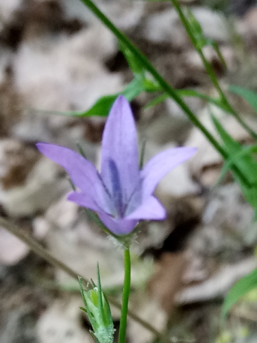 Rampion bellflower (Campanula rapunculus)