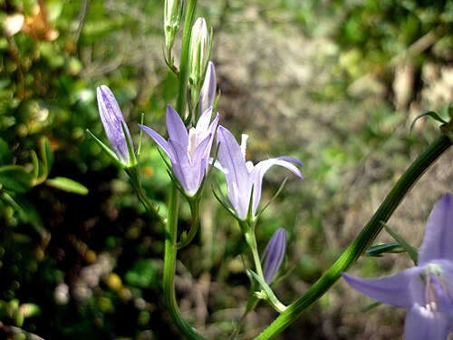 Rampion bellflower: Campanula rapunculus . In Torà (Segarra-Catalunya). To 600 m. altitude