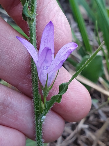 Rampion bellflower (Campanula rapunculus)