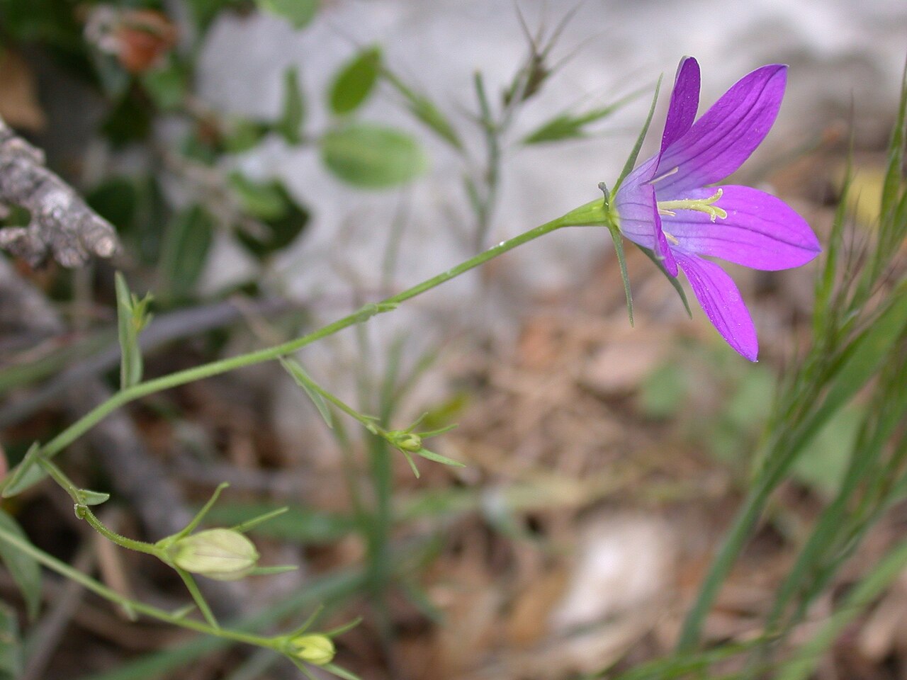 Campanula retrorsa: Campanula retrorsa Labill., Galilee, Israel, April 10 2008.