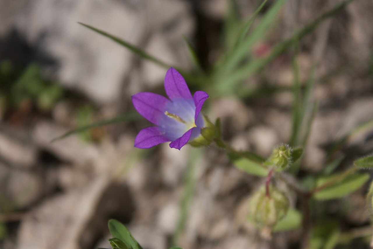 Campanula retrorsa: Obruk Şelalesi Üst Bölgesi Bitki Taraması