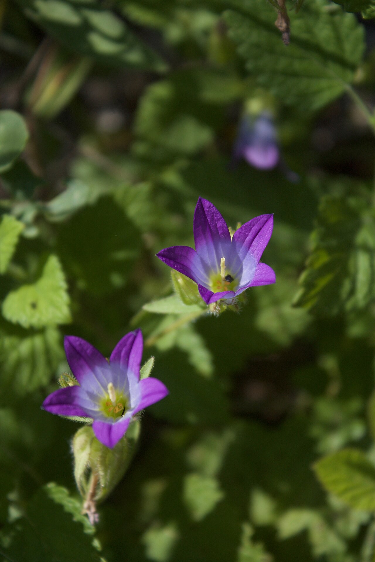 Campanula retrorsa: Obruk Şelalesi Üst Bölgesi Bitki Taraması