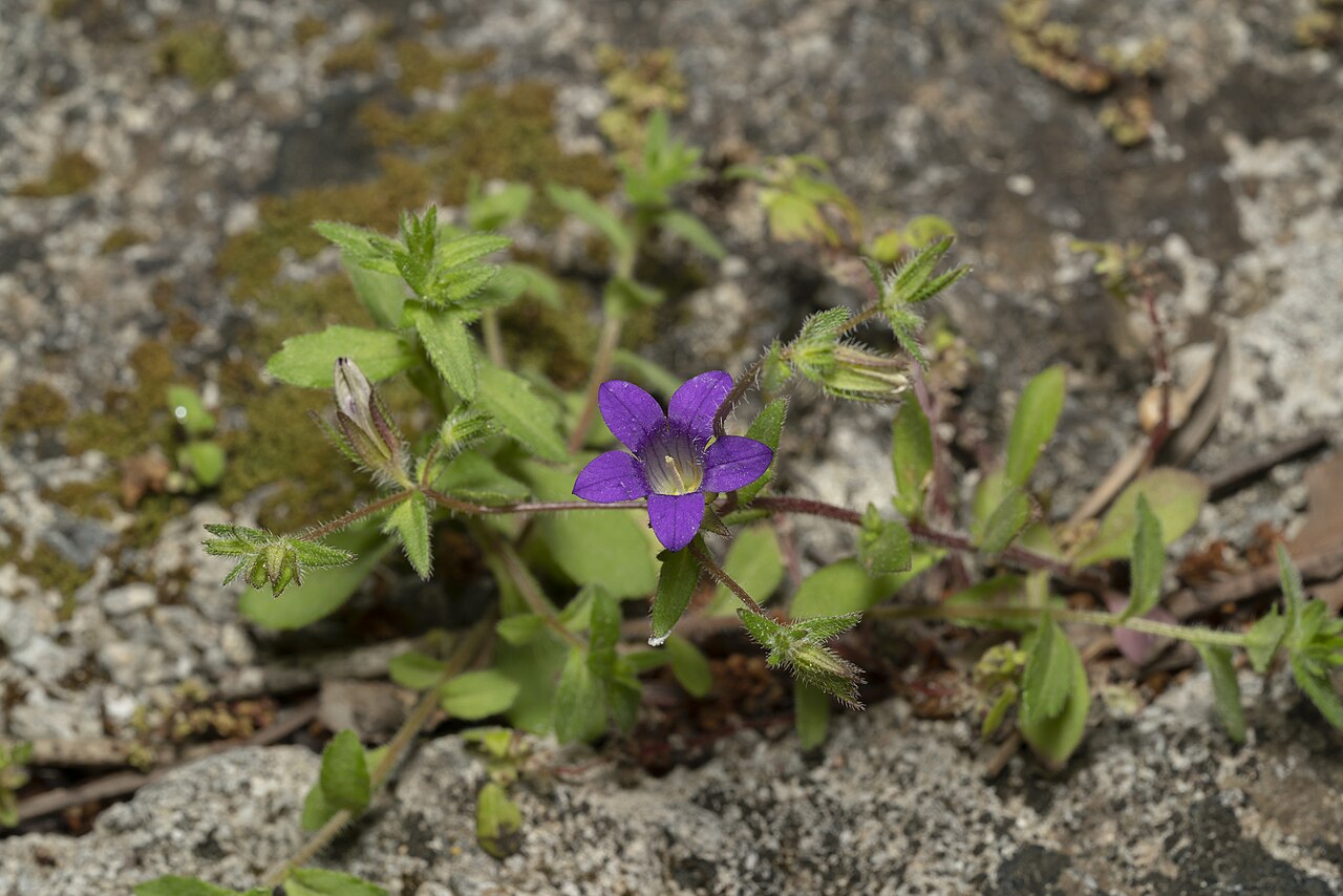 Campanula rhodensis: Campanula rhodensis
