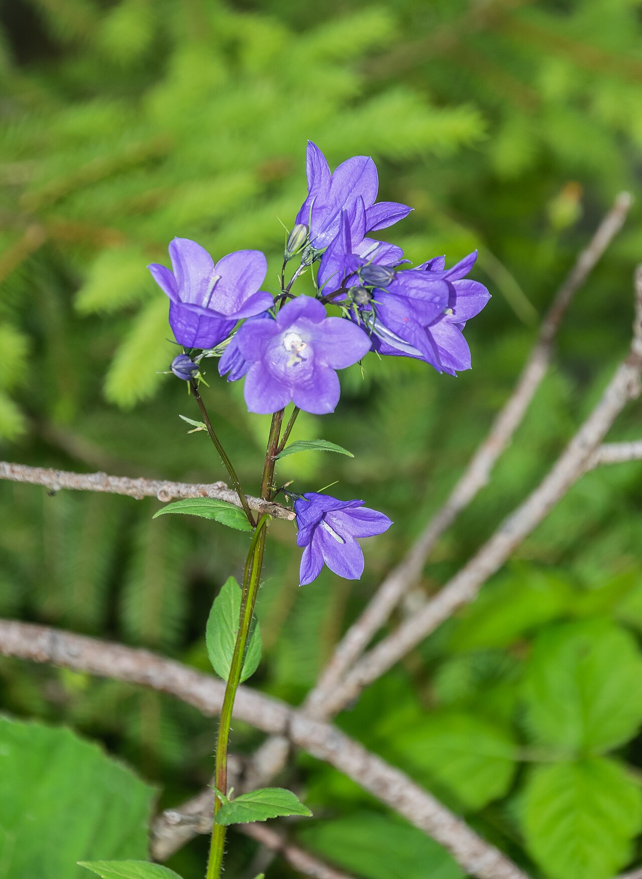 Campanula rhomboidalis: Campanula rhomboidalis near Cascade de Nyon in Morzine, Haute-Savoie, France