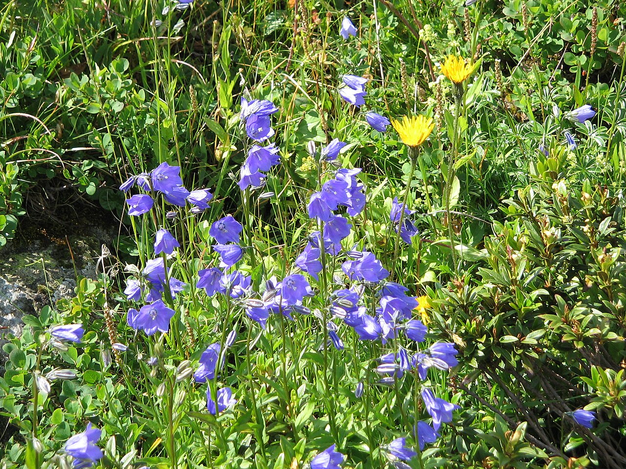 Campanula rhomboidalis: Campanula rhomboidalis