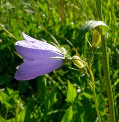Campanula rhomboidalis (Campanula rhomboidalis)