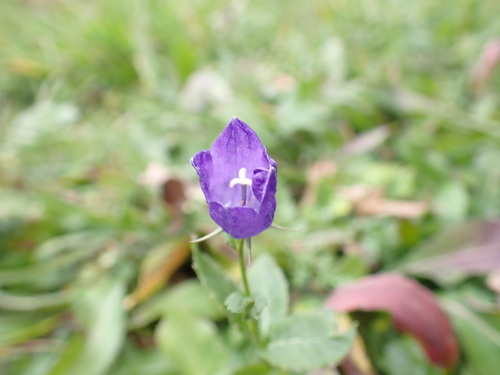 Campanula rhomboidalis (Campanula rhomboidalis)