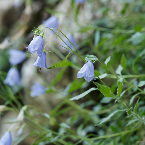 Campanula rhomboidalis (Campanula rhomboidalis)