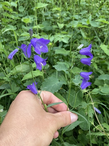 Campanula rhomboidalis (Campanula rhomboidalis)