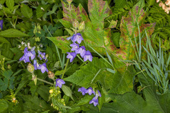Campanula rhomboidalis (Campanula rhomboidalis)