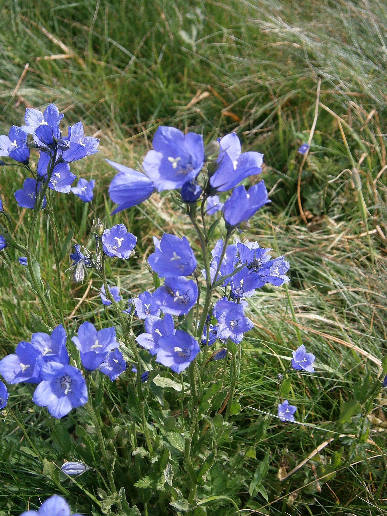 Campanula rhomboidalis: Campanula rhomboidalis