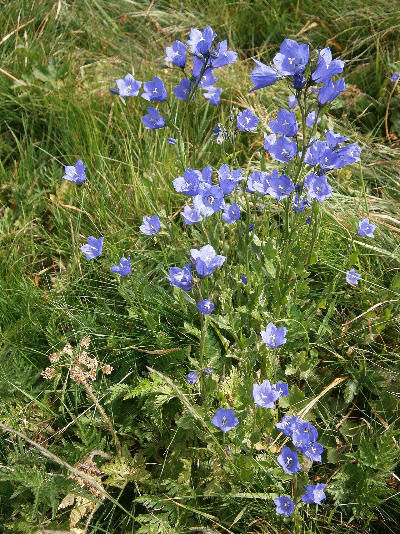 Campanula rhomboidalis: Campanula rhomboidalis