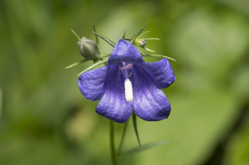 Campanula rhomboidalis (Campanula rhomboidalis)
