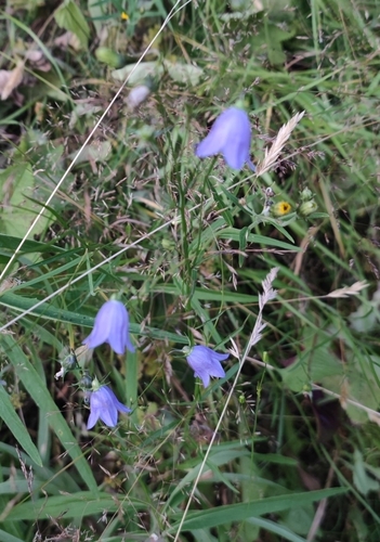 Harebell (Campanula rotundifolia)