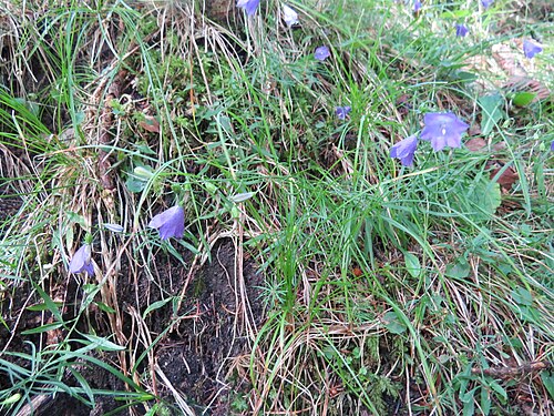 Harebell: 2017-07-28 (011) Campanula rotundifolia (Harebell) at Haltgraben, Frankenfels, Austria