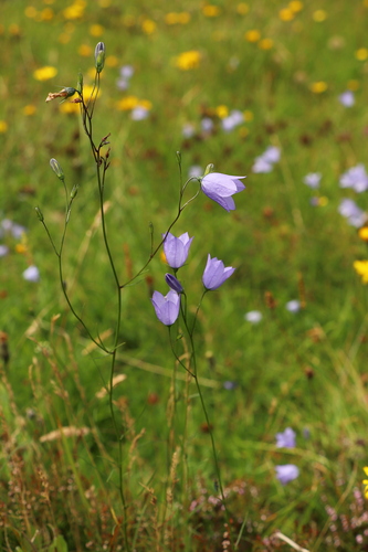 Harebell (Campanula rotundifolia)