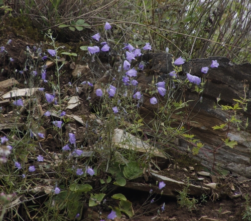 Harebell (Campanula rotundifolia)