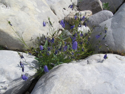 Harebell (Campanula rotundifolia)