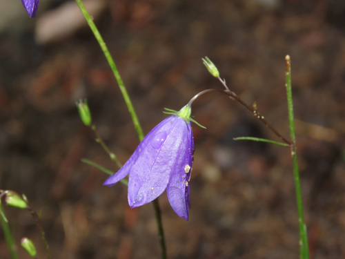Harebell (Campanula rotundifolia)