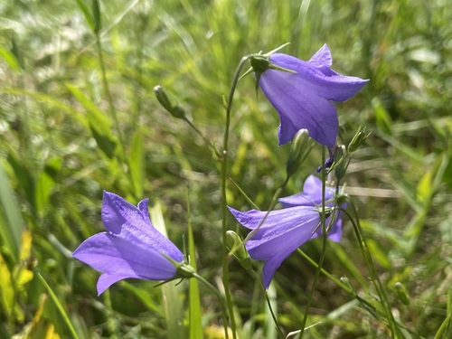 Harebell