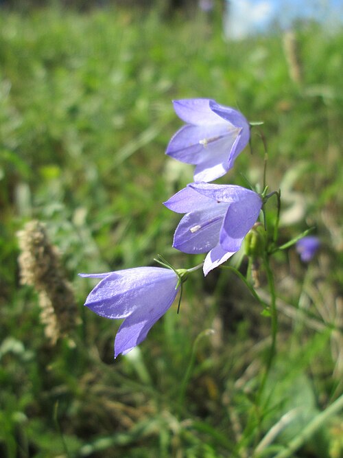 Harebell: Rundblättrige Glockenblume ( Campanula rotundifolia ) in Eschringen