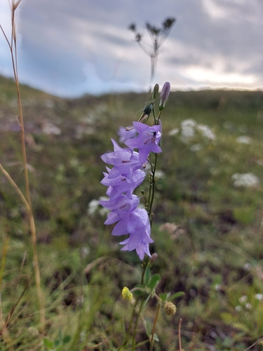 Harebell (Campanula rotundifolia)