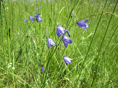 Harebell: Rundblättrige Glockenblume ( Campanula rotundifolia ) nahe der Beierwies im Landschaftsschutzgebiet „Wisch- und Wogbachtal“ oberhalb von Fechingen