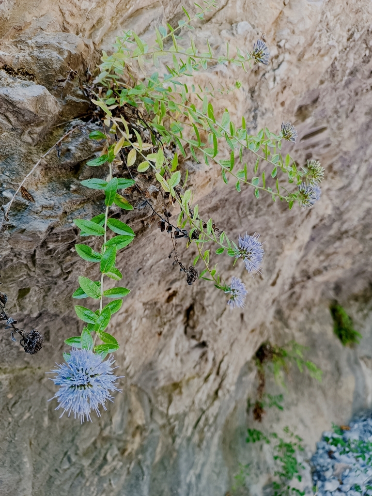 Campanula rumeliana (Campanula rumeliana)