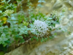 Campanula rumeliana (Campanula rumeliana)