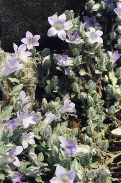 Campanula rupestris: Campanula rupestris