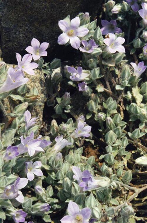 Campanula rupestris: Campanula rupestris
