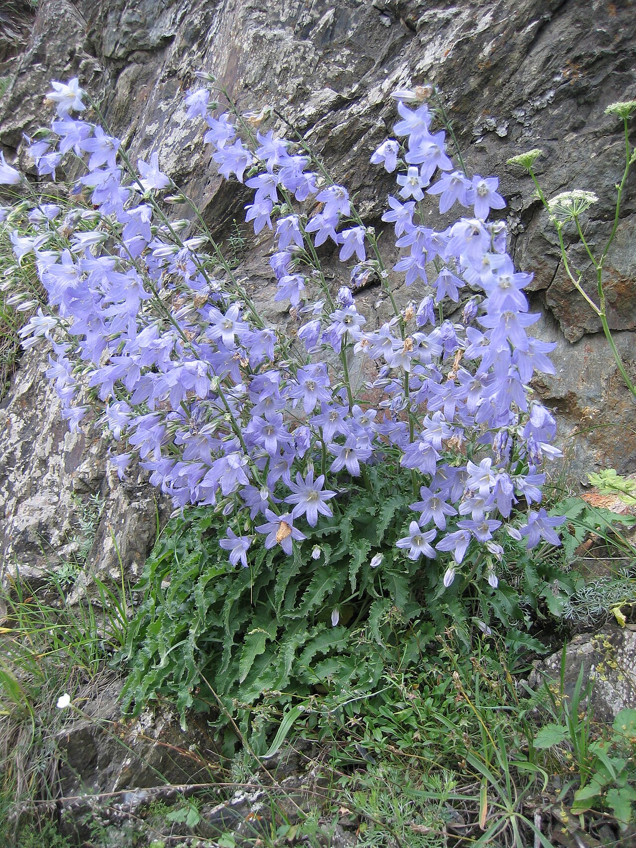 Campanula sarmatica: Campanula sarmatica, a species endemic to the Caucasus in its natural habitat