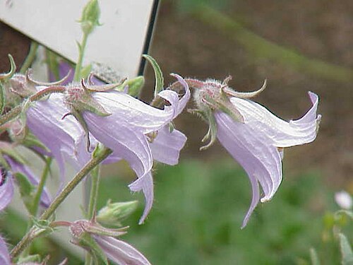 Campanula sarmatica: Species : Campanula sarmatica Family : Campanulaceae Image No. 1