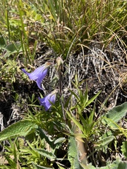 Campanula sarmatica (Campanula sarmatica)
