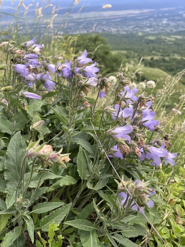 Campanula sarmatica (Campanula sarmatica)