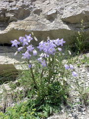 Campanula sarmatica (Campanula sarmatica)