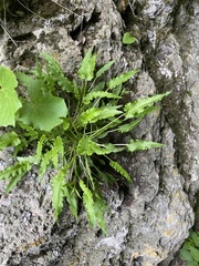 Campanula sarmatica (Campanula sarmatica)