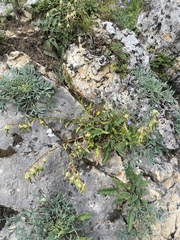 Campanula sarmatica (Campanula sarmatica)