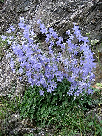 Campanula sarmatica: Campanula sarmatica in its habitat. Georgia, Cartli.
